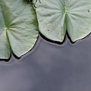 Herbstblätter